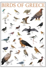 Αφίσα τα πουλιά της Ελλάδας - Poster birds of Greece