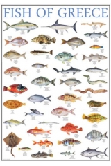 Αφίσα τα ψάρια της Ελλάδας - Poster fish of Greece